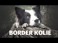 Border kolie - Atlas plemen - Tlapka TV