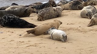 Seals colony Horsey Gray Seals Mating Seal Fights Seals Liveaction