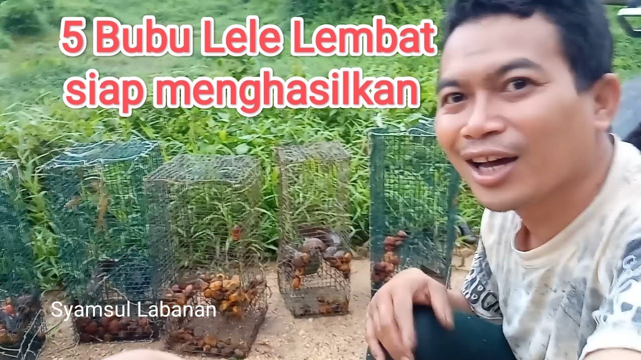 cara menjebak lele lembat pakai bubu atau posong dari bahan kawat di ...