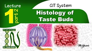 1b-Taste buds-Histology-GIT module