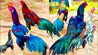 Top 30 Aseel Collection In 2024