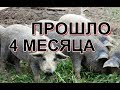 Венгерская мангалица VS Электронный пастух