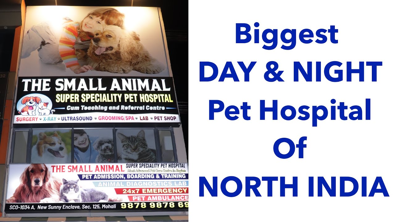 The Small Animal Pet Hospital (Mohali) | How to Take Care of Your Dog | Pet Hospital in Chandigarh