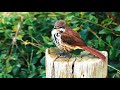 Spotted Palm Thrush on Africa Watering Hole cam  31 August 2017 synchronization