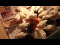 Китайские шелковистые цыплята / Chinese Silky chickens
