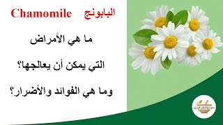 Chamomile | ما هي فوائد البابونج؟ وما هي الامراض التي يعالجها