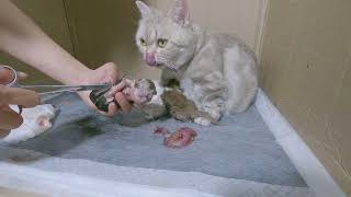 Meow Kittens : Help the short-legged mother cat give birth by Meow Kittens 2,053 views 2 months ago 4 minutes, 20 seconds