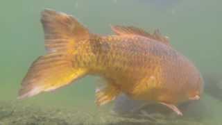 Karpfen Unterwasser - Unterwasseraufnahmen Mit Gopro Koi
