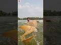 Amazing big monster fish come out #fish #fishing #reels #shorts #short #amazing_big_monster #hand