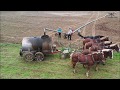 Epic 4K drone video of Amish children, 6 horses spreading liquid manure in Pennsylvania, USA.