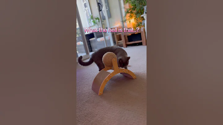 Watch the video about New toy and my British shorthair don’t care at all about it #cat #funnycats #cute #short #cutecat