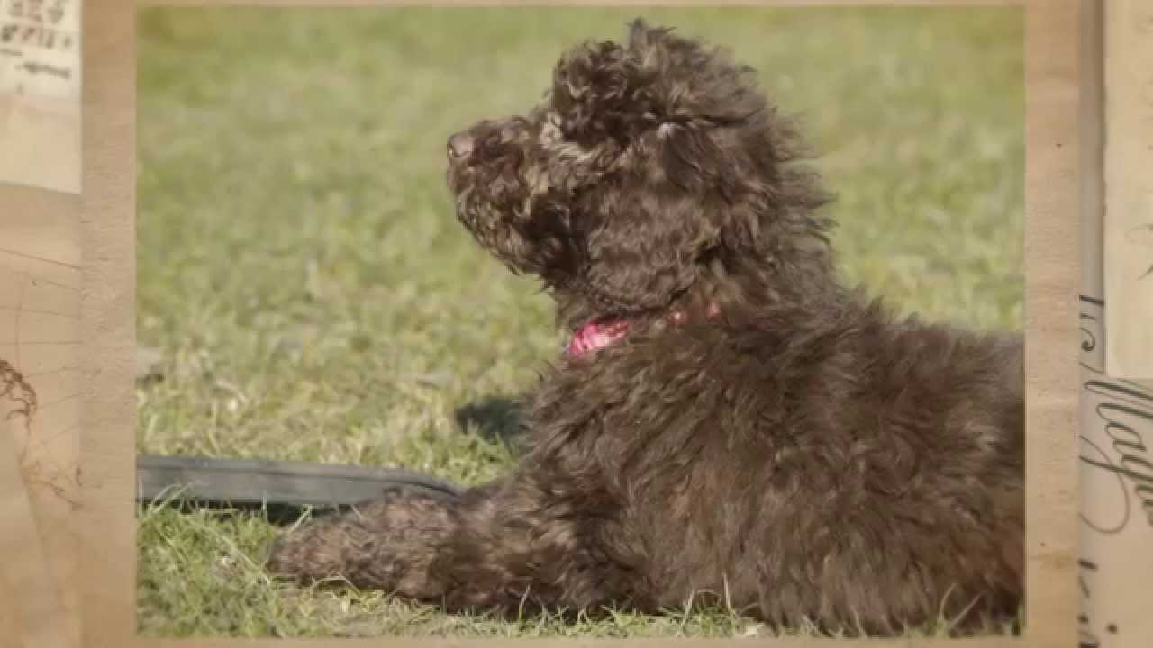 asd labradoodles