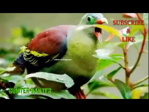 Suara Burung Punai Walik Youtube