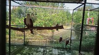 suara elang Bondol seperti bayi menangis