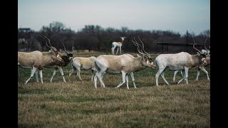 The Addax Has Not Been Seen in the Wild in Over 2030 Years | Exotic Wildlife Association
