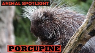 Animal Spotlight | Porcupine