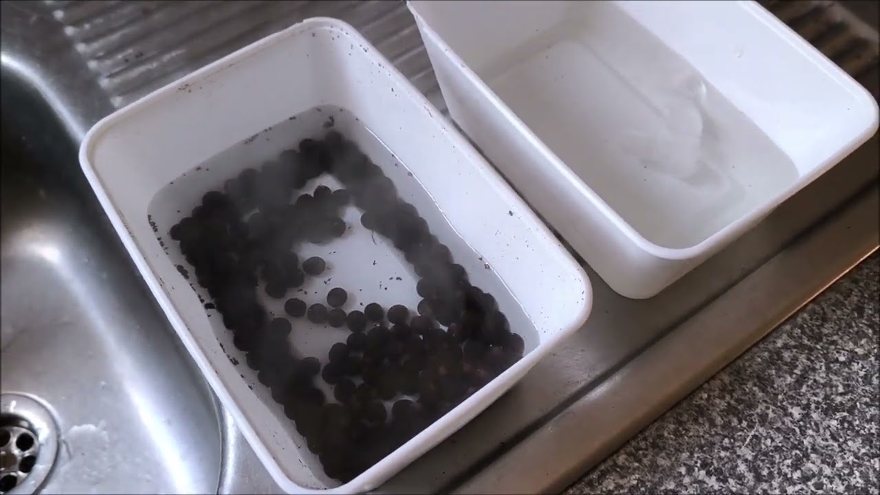 Canna germination (some extra thing you can do)