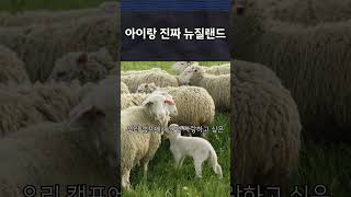 이번 여름, 우리 아이랑 진짜 뉴질랜드를 ‘살아보기’로 했습니다  #뉴질랜드스쿨링 #뉴질랜드영어캠프 #뉴질랜드조기유학 #여름방학캠프 #여름영어캠프 #영어캠프