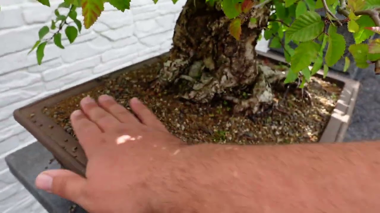 Bonsai richtig gieen!