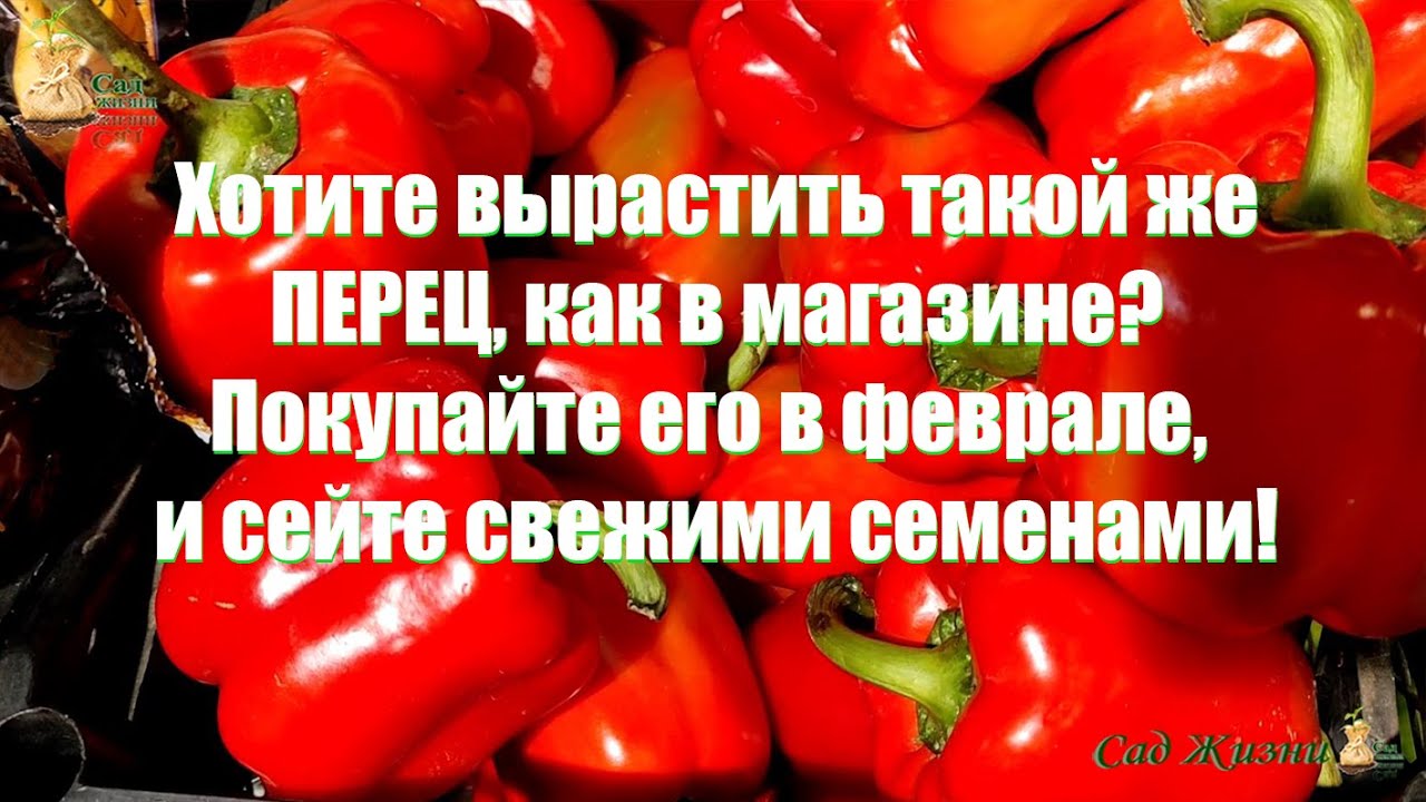 Перец сорт Андрюша. Когда сеять перец на рассаду в 2023. Покупка семян прикол рассада. Посадили перец вырос батон. Семена из свежего перца купленного в магазине