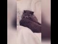 Юмор про котов / Приколы 2018 / Cat funny / Humour about cats / британский вислоухий кот