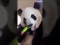 Silly Pandas