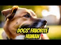 How dogs choose their favorite person