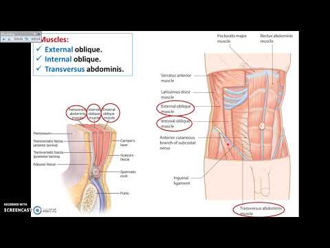 Overview of Abdomen (1) - Layers of Anterior Abdominal Wall - Dr. Ahmed Farid