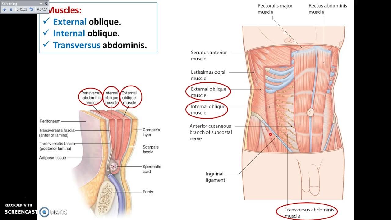 Abdominal Cavity Anatomy: Muscles