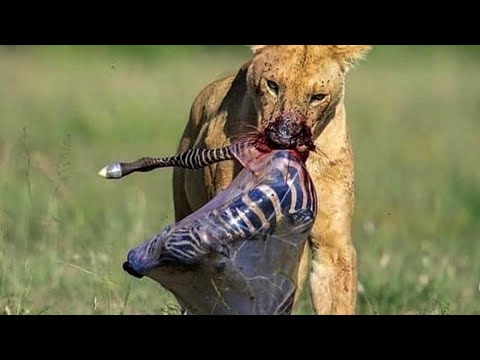 Video: Wie jagen Löwen? Können sie mit sehr großer Beute umgehen?