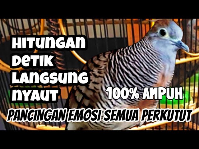 Hitungan Detik Semua Perkutut Malas Bunyi Langsung Nyaut - Pancingan Emosi Paling Ampuh class=