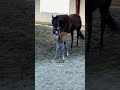 They grow up so fast. 😢🥲 #katievanslyke #foals