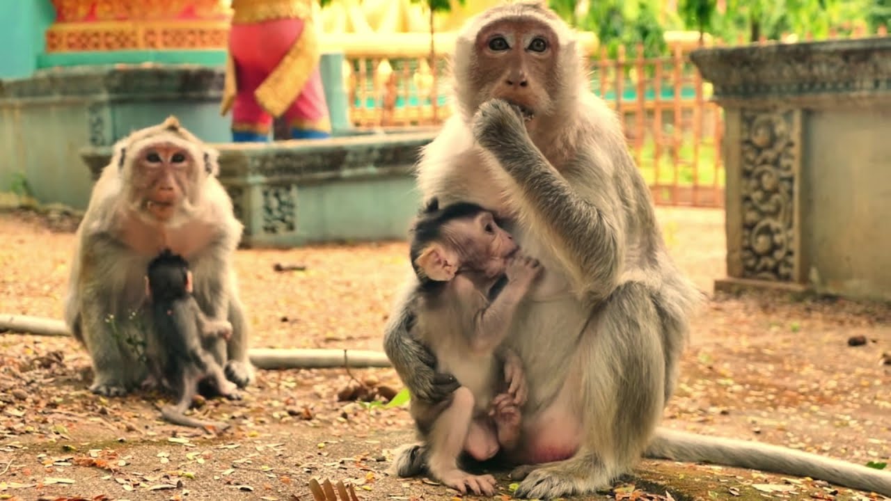 MG, Nasty mother monkey Sara kicking to bite baby Santos so hurt crying seizure tantrum around.