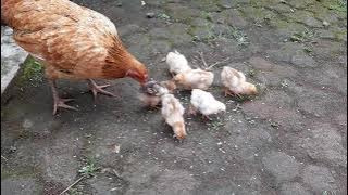 Suara Ayam Sedang Makan Bersama Anaknya