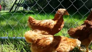 Chicks enjoying their new coop run