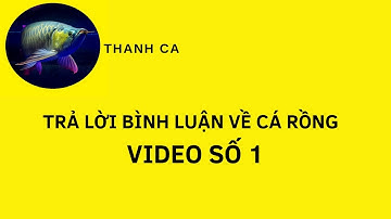 TRẢ LỜI BÌNH LUẬN VỀ CÁ RỒNG - VIDEO SỐ 1