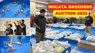 Highquality Japanese Koi Fish at Niigata Breeders Auction 2023