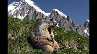Alpine marmot