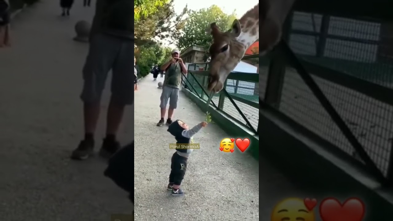 Little kid feeding giraffe 🦒🌿❤️