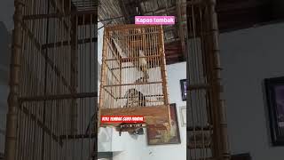 Download Lagu Masteran murai, tembakan roll tembak mantap si guru vokal KAPAS TEMBAK #muraibatu #masteranjernih MP3