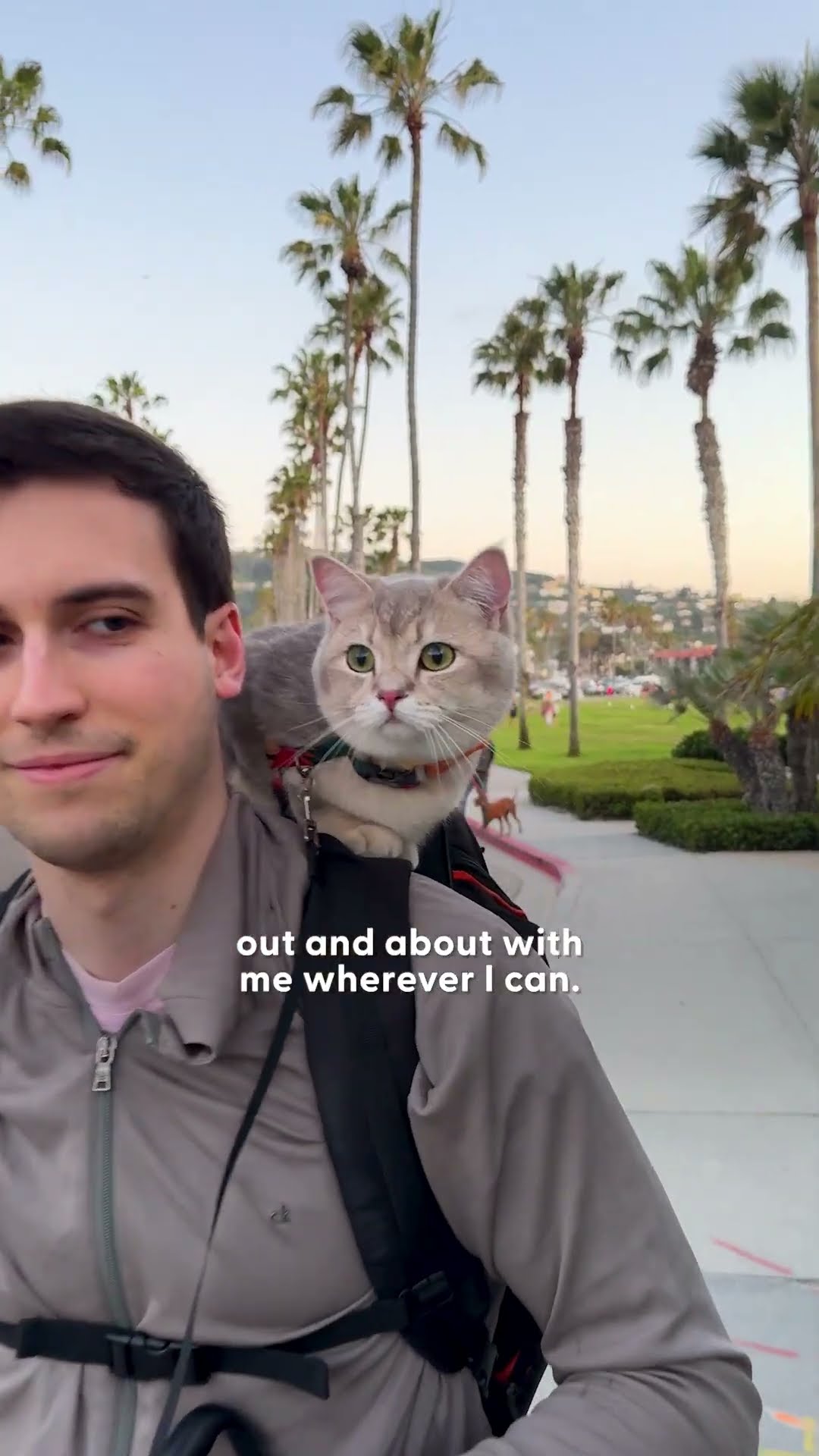 These Adorable Cats Love Traveling The World With Their Family | The Dodo