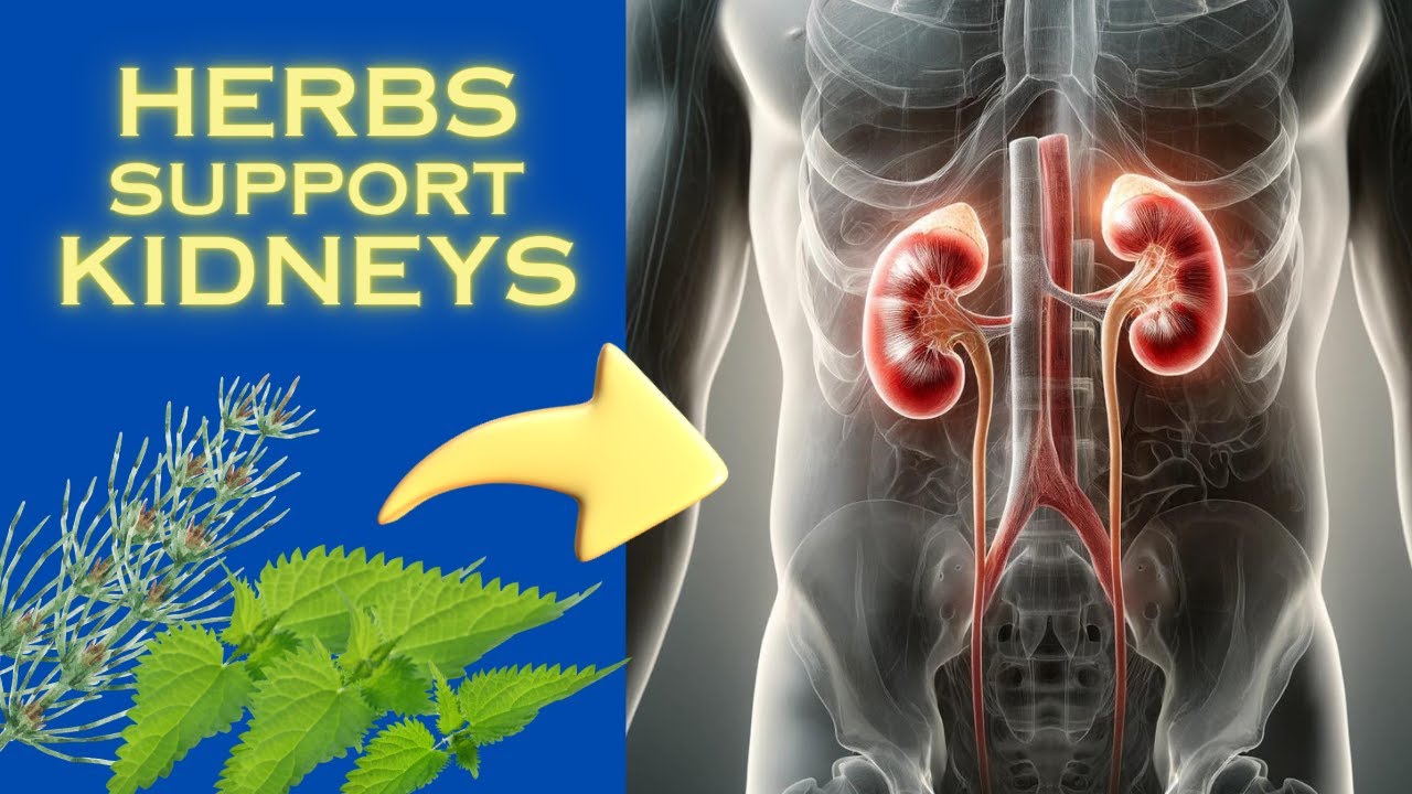 Herbs for Your Kidneys! How to Support Kidney Health? Herbs for Kidney Cleansing.