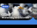 Bird flu to become &lsquo;endemic&rsquo; after concerning developments across Australia  | ABC NEWS
