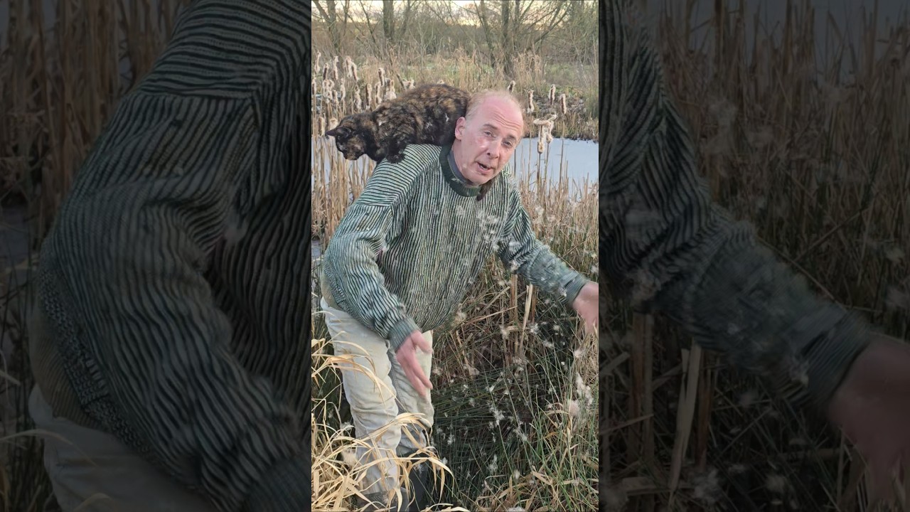 Семена камыша широколистного (Typha latifolia) 