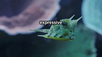 Why Longhorn Cowfish Are the Cutest Marine Creatures!