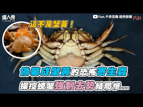 【偽裝成蟹黃的恐怖寄生蟲 操控螃蟹強制去勢結局慘...】｜@fun.