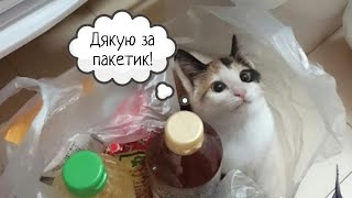 5 Дивних Звичок Котів, Яким є Пояснення! 2 Частина