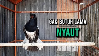 SUARA BURUNG kacer gacor NGEPLONG tarung ini paling ampuh buat PANCINGAN KACER agar EMOSI NYAUT