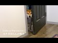 朝ご飯の提供が遅いことを扉の隙間から控えめに訴える柴犬｜4K｜カナダ海外生活