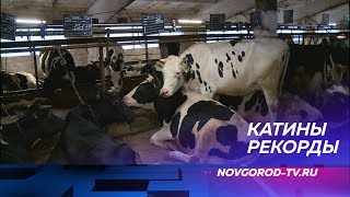 Самой производительной буренкой Новгородской области стала корова Катя